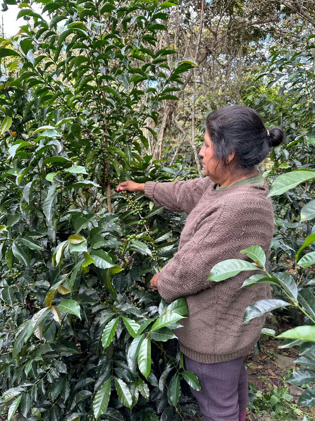 Peru El Relojero Bourbon Anaerobic Washed