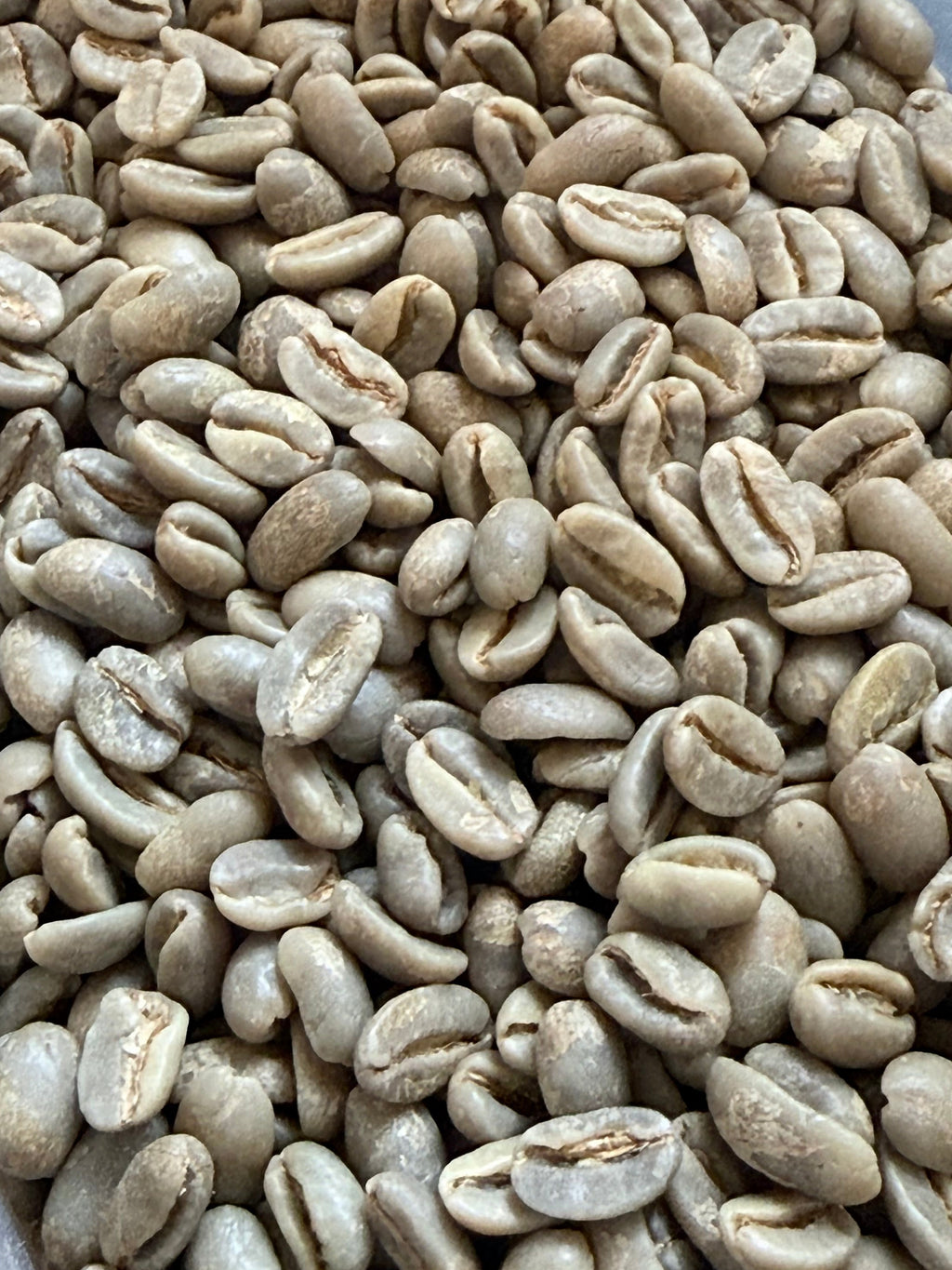 Taiwan Alishan Homestead Geisha Natural