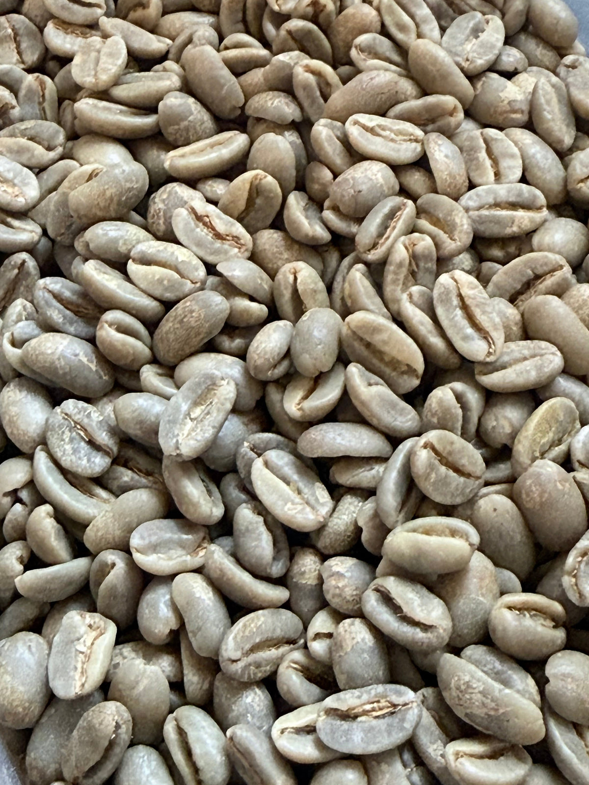 Taiwan Alishan Homestead Geisha Natural
