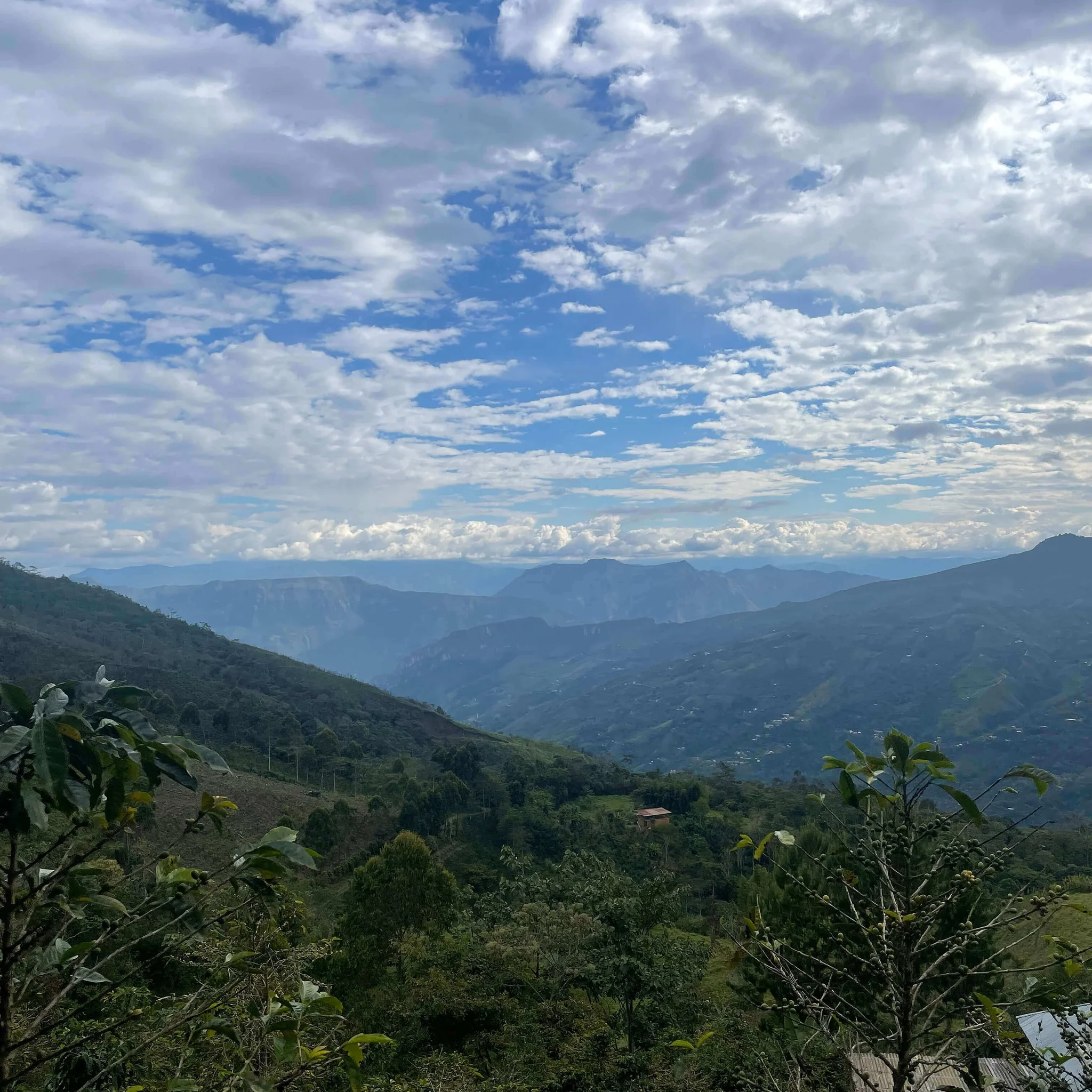 Peru Finca Pacpa Geisha Anaerobic Washed