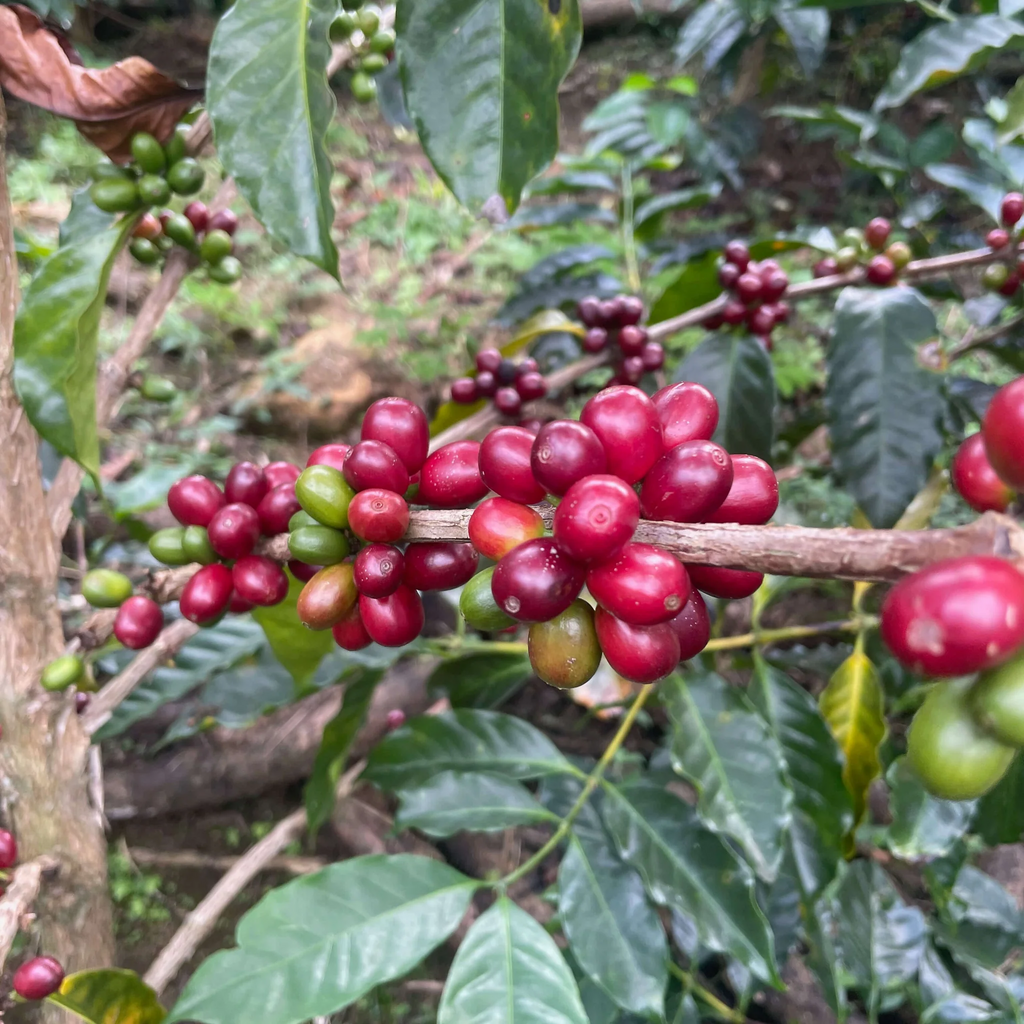 Peru Finca Pacpa Geisha Anaerobic Washed