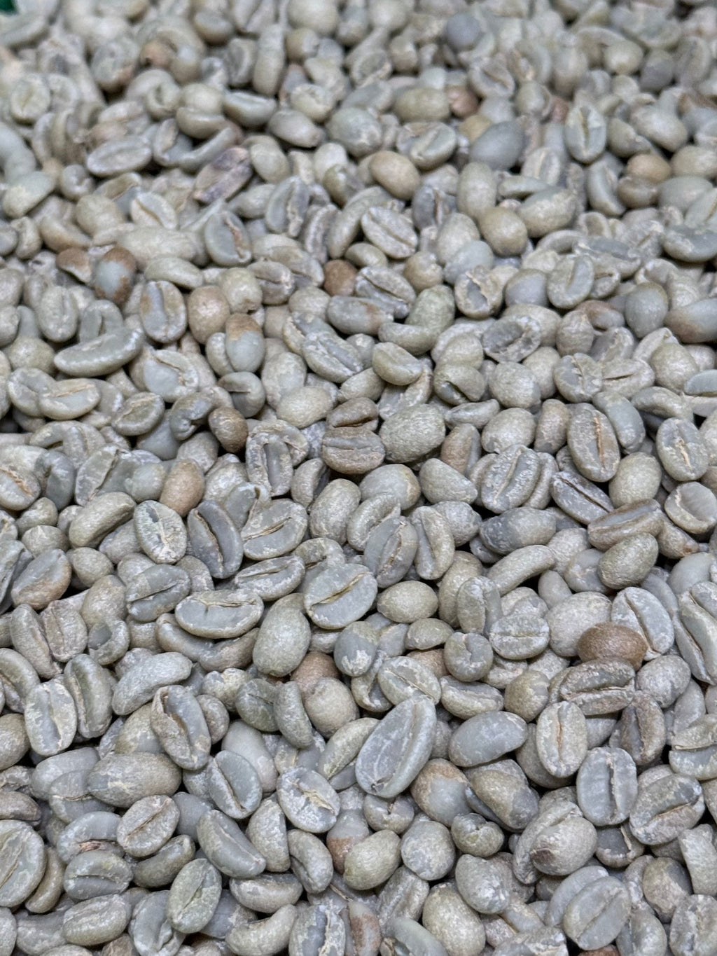 Ethiopian Odaco Natural