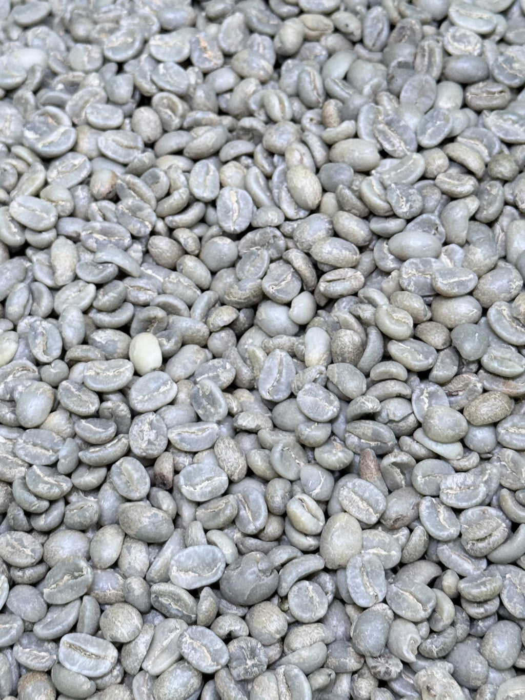 Colombia Edison Argote Coconut Castillo