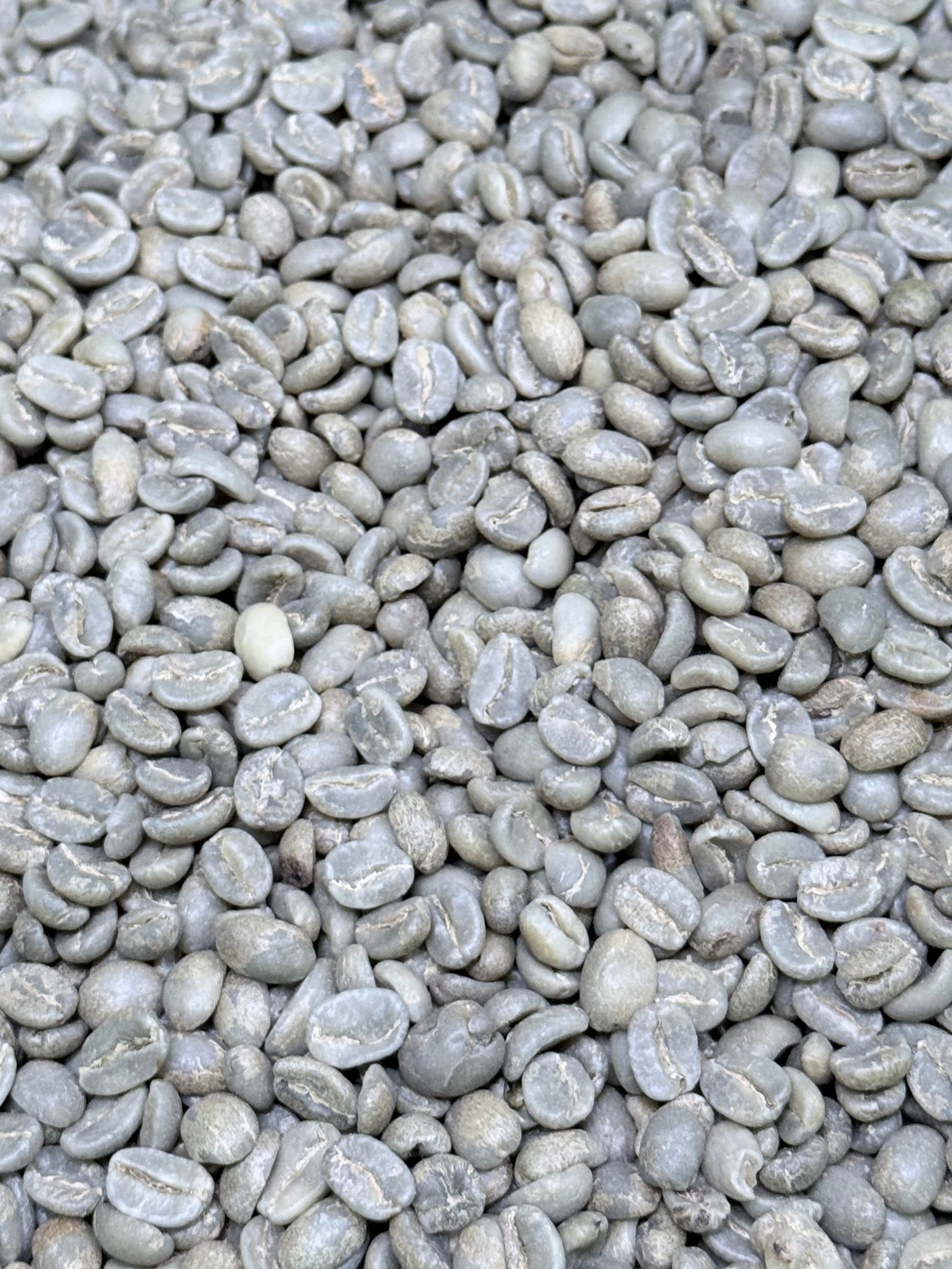 Colombia Edison Argote Coconut Castillo