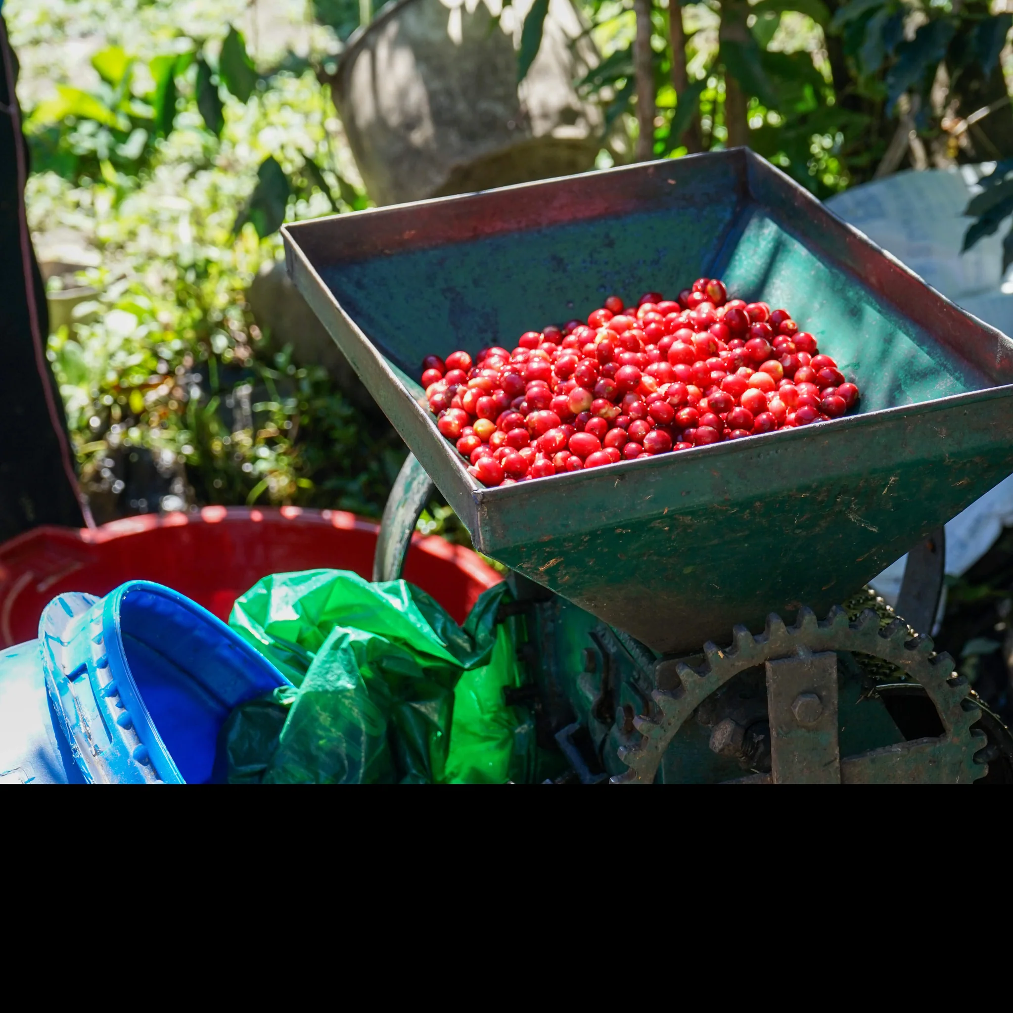 Peru El Relojero Bourbon Anaerobic Washed