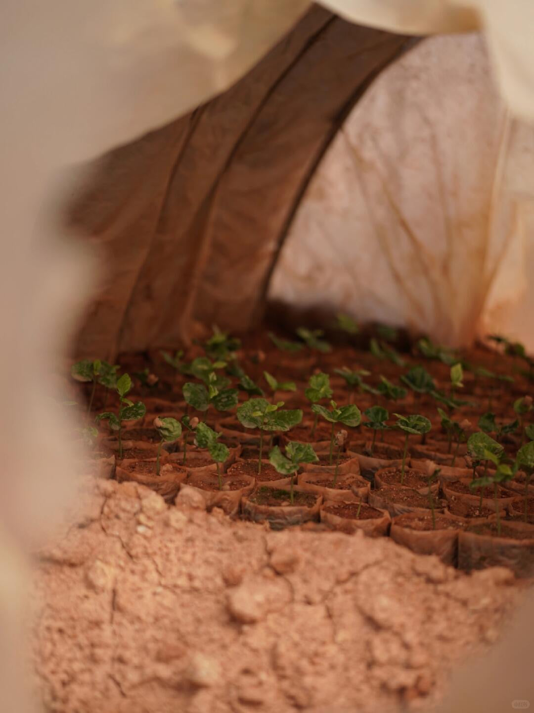 China Yunlan Estate Pacamara Washed