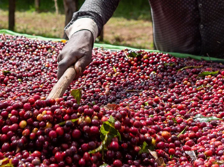 Ethiopia Guji Dimtu Natural