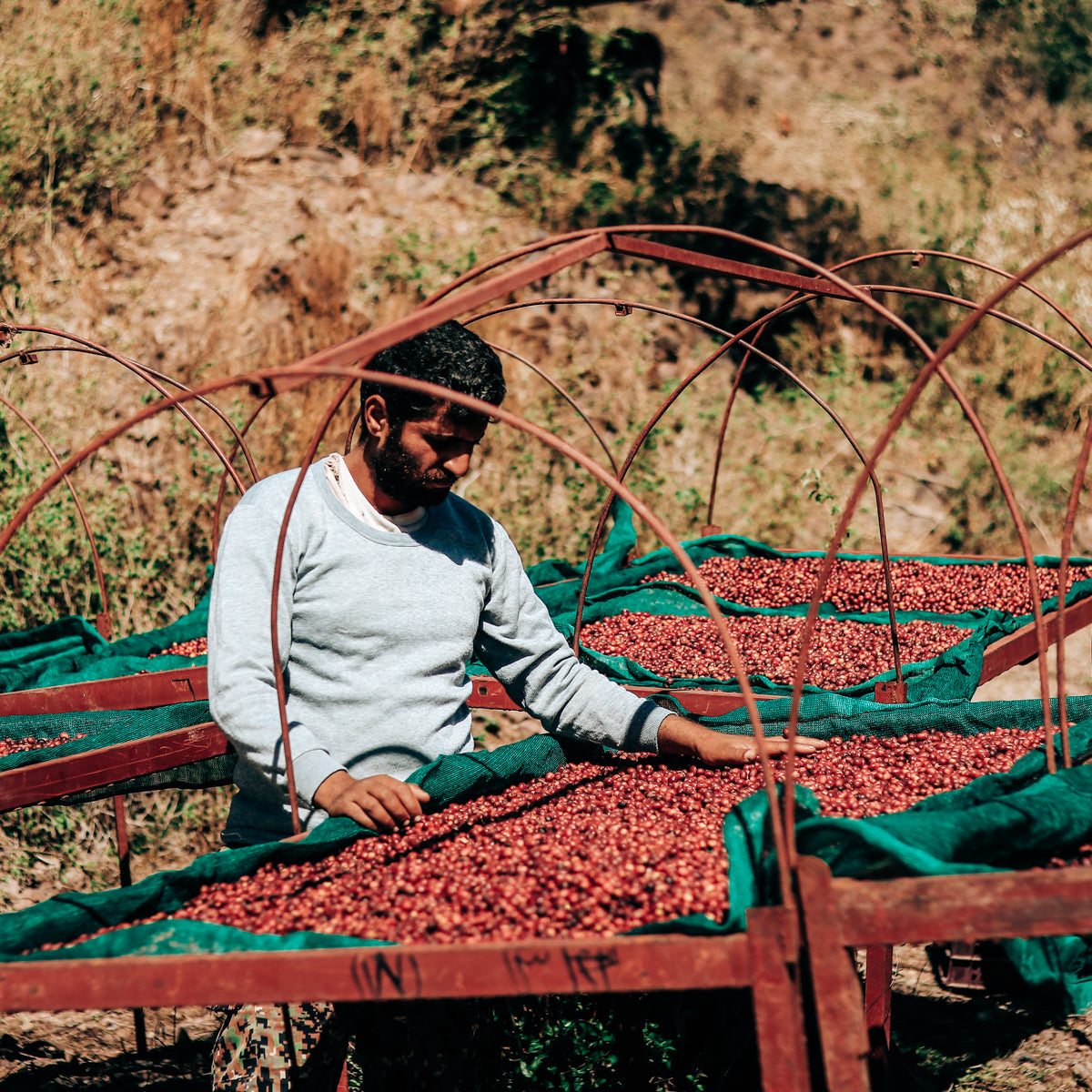 Yemen Al Hayma & Anis Decaf