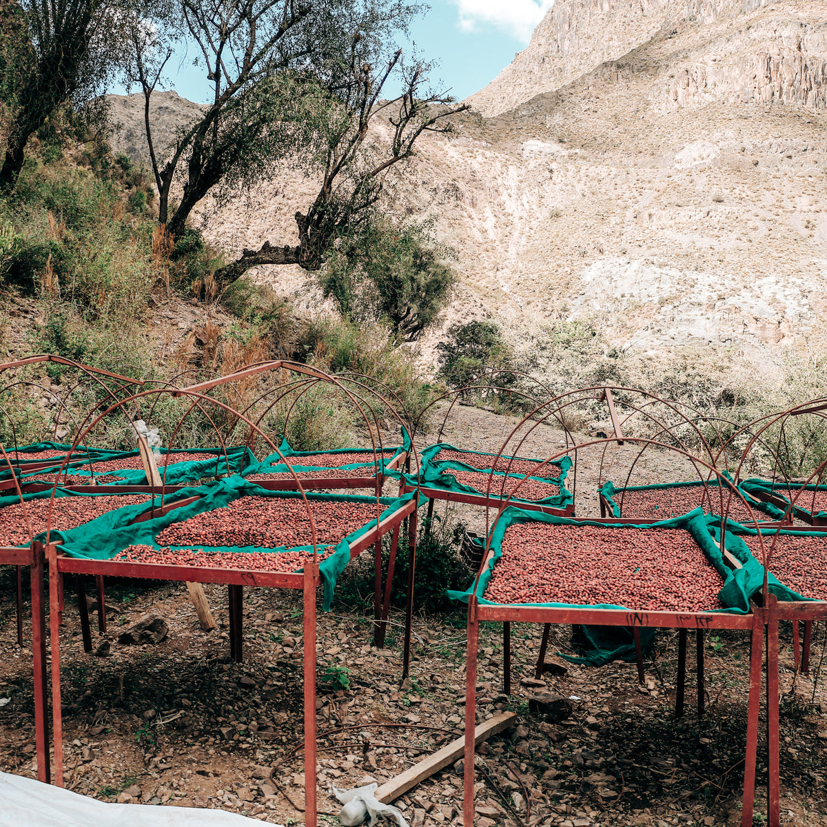 Yemen Al Hayma & Anis Decaf