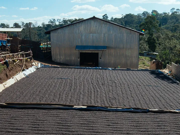 Ethiopia Guji Dimtu Natural