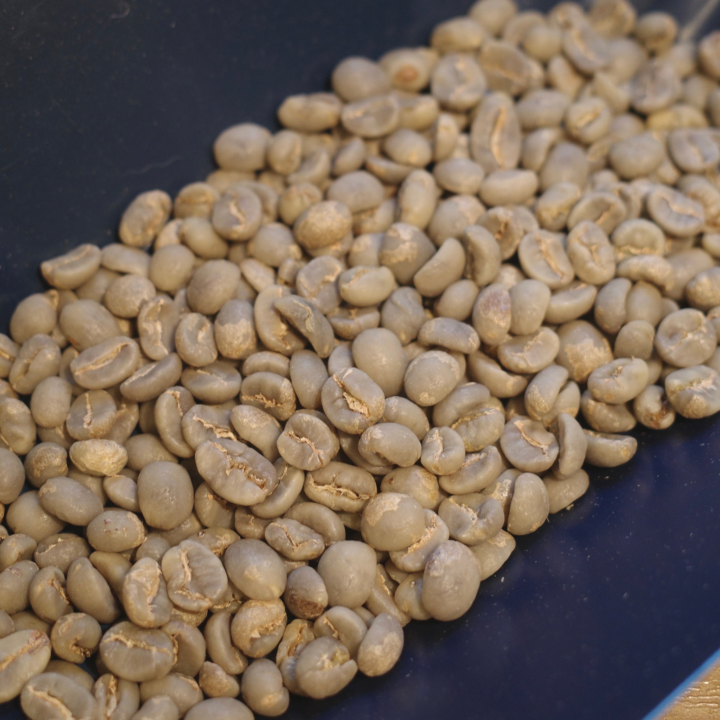 China Yunlan Estate Pacamara Washed